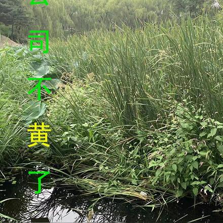 公司不黄了